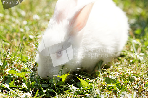 Image of White bunny