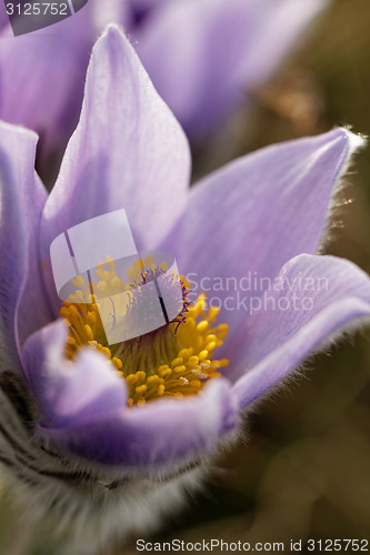 Image of Purple anemone