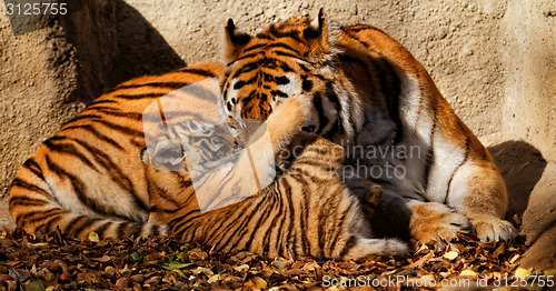 Image of Tiger mum