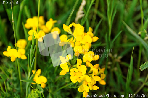 Image of Yellow flower