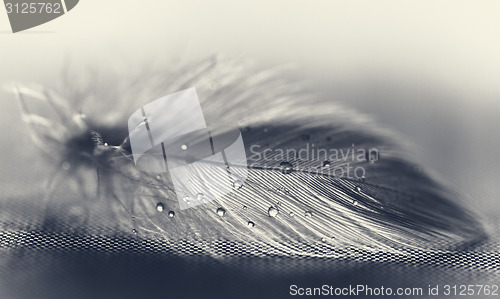 Image of White feather with water drops