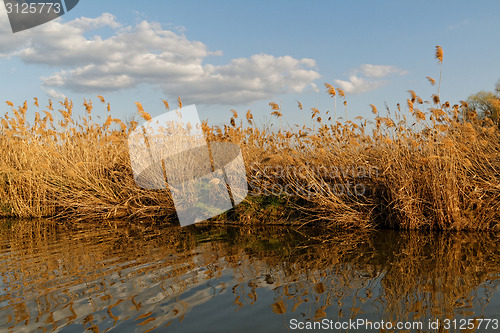 Image of Reeds at the lake