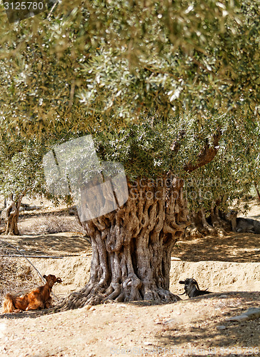 Image of Greece, Thassos