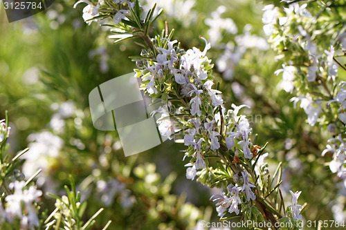 Image of Rosemary plant