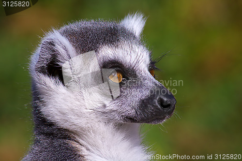 Image of Lemur Catta