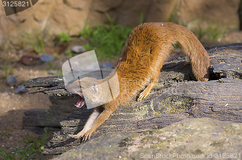 Image of Yellow mongoose