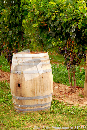 Image of Wine barrel at vineyard