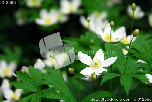 Image of Wood anemones