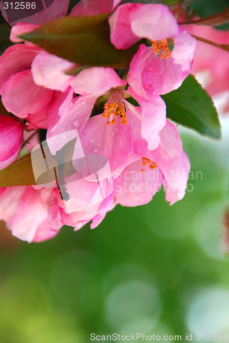 Image of Apple blossom