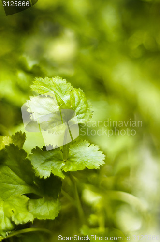 Image of Coriander leaf