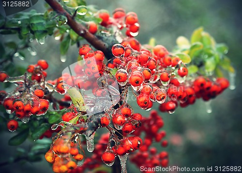 Image of Branch of a bush with bright berries after freezing rain