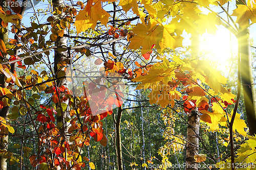 Image of Branches of beautiful autumn trees