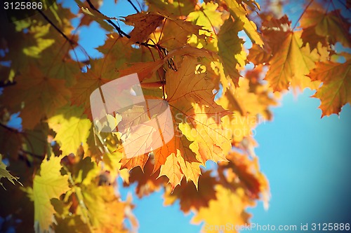 Image of Branches of beautiful autumn maple