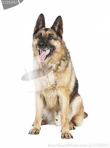 Image of German Shepherd sitting