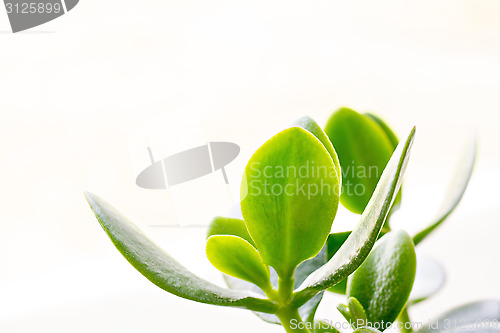 Image of Green crassula
