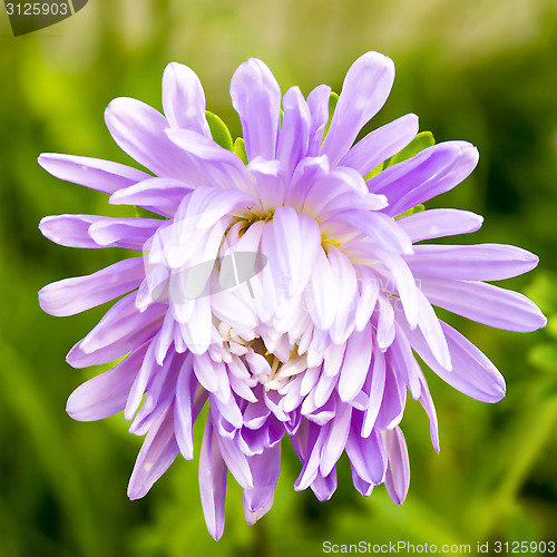 Image of Garden aster