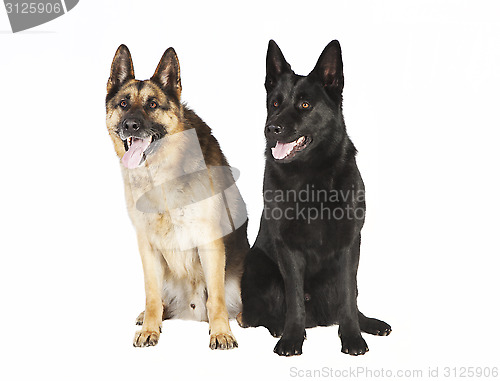Image of Two German sheepdog