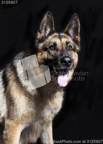 Image of Sheepdog portrait