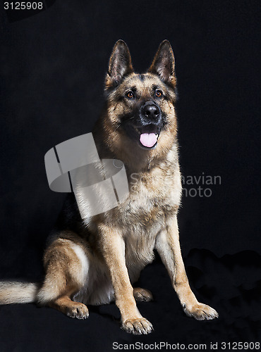 Image of Sheepdog portrait sitting