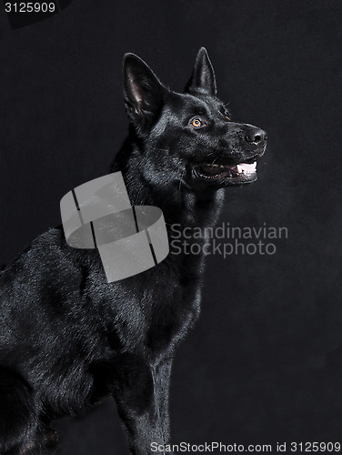 Image of Black German Shepherd