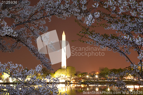 Image of Cherry blossom in DC
