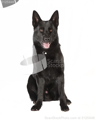 Image of Black German Shepherd looking at the camera