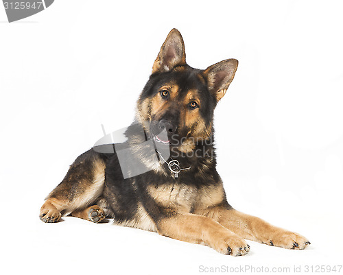 Image of Isolated Shepherd Dog