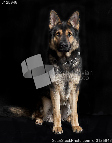 Image of German shepherd dog