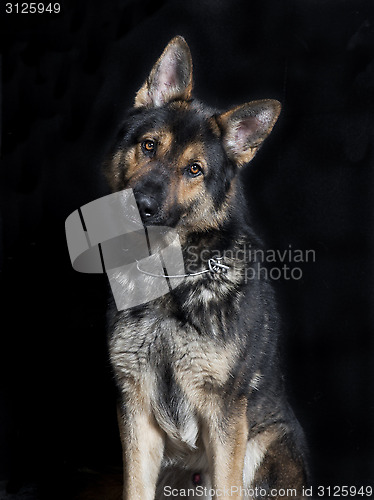 Image of Shepherd dog looking at the camera