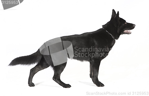 Image of Black German Shepherd from the side