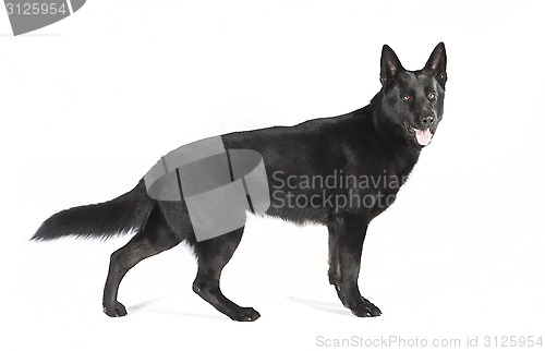 Image of Black German Shepherd on a white ground