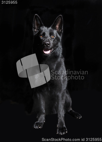 Image of Black German Shepherd sitting