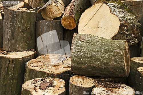 Image of Heap of big hornbeam chopped logs