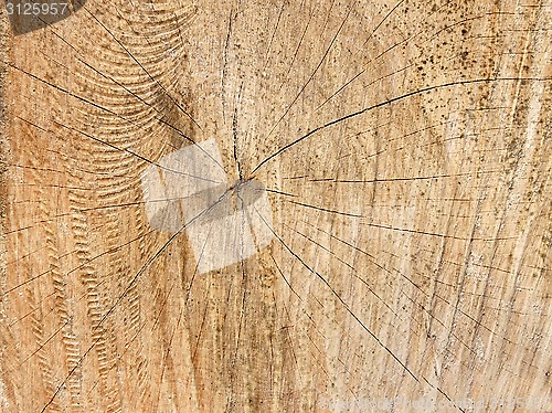Image of Structure of wooden cutting log