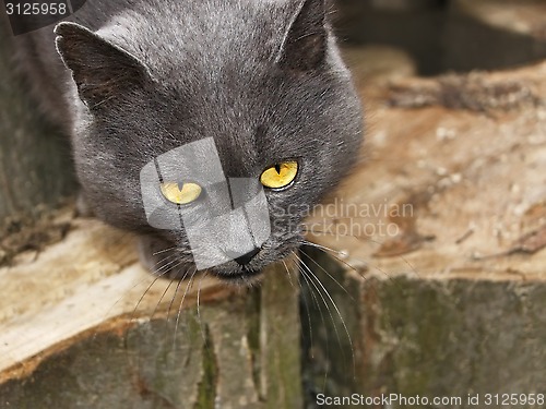 Image of Gray cat with sad eyes