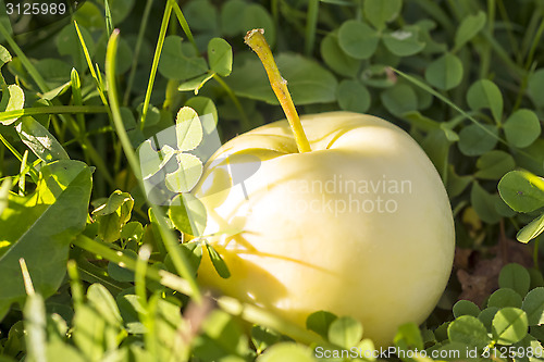 Image of Single apple in green grass