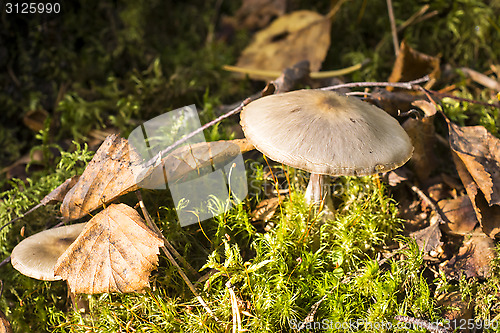 Image of Inedible mushrooms in summer forest