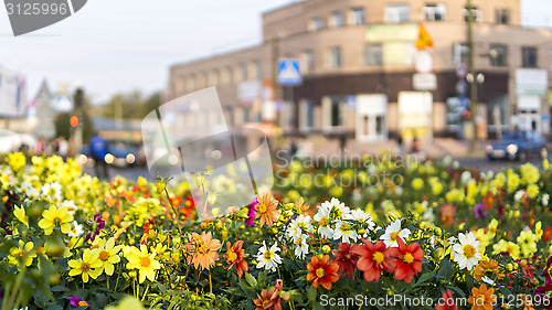 Image of Flowers in summer city