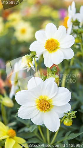 Image of City dahilas on flowerbed