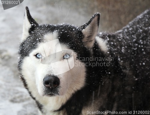 Image of Portrait of dog husky