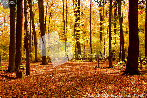 Image of Fall forest landscape