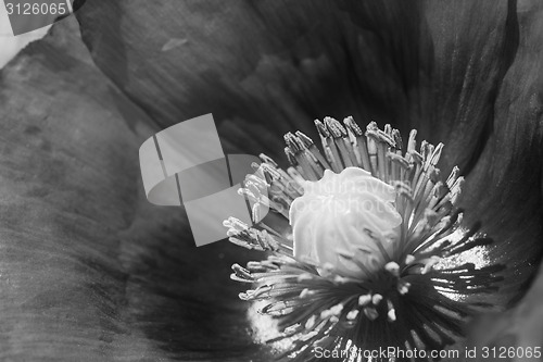 Image of Poppy bloom