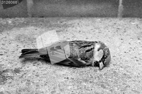 Image of Dead tree sparrow by a brick wall