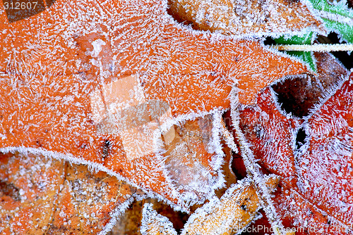 Image of Frosty leaves