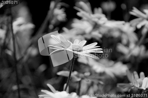 Image of Daisy blooms