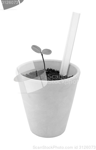 Image of Seedling grows in a terracotta pot with a blank plant label