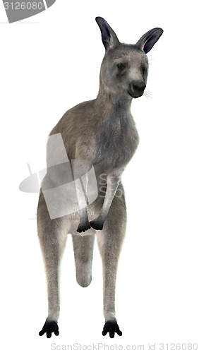 Image of Eastern Grey Kangaroo