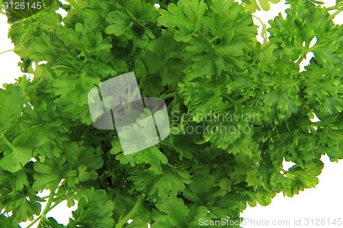 Image of fresh parsley leaves - green herbs