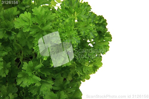 Image of fresh parsley leaves - green herbs