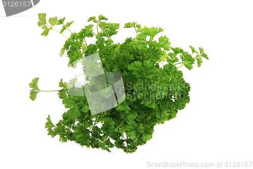 Image of fresh parsley leaves - green herbs